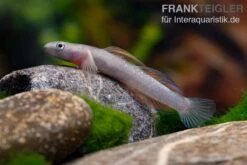 Cebu-Grundel, Sicyopus Cebuensis, 1 Paar -EHEIM || JBL || sera Verkaufsgeschäft Cebu Grundel Sicyopus cebuensis 5