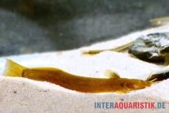 Cerinum-Wels, Amblyceps Cerinum -EHEIM || JBL || sera Verkaufsgeschäft Cerinum Wels Amblyceps cerinum 1