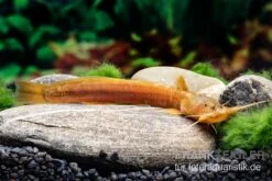 Cerinum-Wels, Amblyceps Cerinum -EHEIM || JBL || sera Verkaufsgeschäft Cerinum Wels Amblyceps cerinum 3