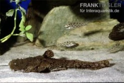 Großmaulwels, Chaca Chaca -EHEIM || JBL || sera Verkaufsgeschäft Chaca chaca