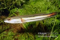 Goldlinienschlangenkopffisch, Channa Micropeltes -EHEIM || JBL || sera Verkaufsgeschäft Channa micropeltes Goldlinienschlangenkopf