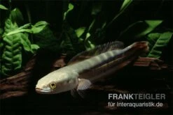Goldlinienschlangenkopffisch, Channa Micropeltes -EHEIM || JBL || sera Verkaufsgeschäft Channa micropeltes Goldlinienschlangenkopf 3