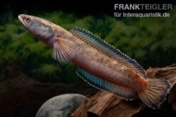 True Blue Schlangenkopf, Channa Sp. „True Blue Snakehead“ -EHEIM || JBL || sera Verkaufsgeschäft Channa spec 2 True Blue 15