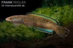 True Blue Schlangenkopf, Channa Sp. „True Blue Snakehead“ -EHEIM || JBL || sera Verkaufsgeschäft Channa spec 2 True Blue 17
