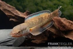 True Blue Schlangenkopf, Channa Sp. „True Blue Snakehead“ -EHEIM || JBL || sera Verkaufsgeschäft Channa spec 2 True Blue 24