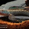 True Blue Schlangenkopf, Channa Sp. „True Blue Snakehead“ -EHEIM || JBL || sera Verkaufsgeschäft Channa spec True Blue 18