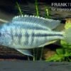 Schneckenfressender Buntbarsch, Chilotialapia Rhoadesii, DNZ