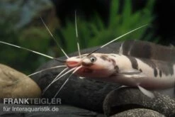 Froschwels Marmor, Clarias Batrachus -EHEIM || JBL || sera Verkaufsgeschäft Clarias batrachus Marmor 5