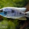 Copadichromis Chrysonotus F2, DNZ -EHEIM || JBL || sera Verkaufsgeschäft Copadichromis chrysonotus