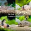 10x Panzerwels Im Mix, Corydoras Sp. -EHEIM || JBL || sera Verkaufsgeschäft Corydoras Mix