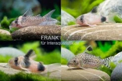 10x Panzerwels Im Mix, Corydoras Sp.