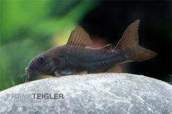 Schwarzer Metallpanzerwels, Corydoras Aeneus BLACK VENEZUELA, DNZ! -EHEIM || JBL || sera Verkaufsgeschäft Corydoras aeneus BLACK VENEZUELA 14