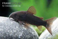 Schwarzer Metallpanzerwels, Corydoras Aeneus BLACK VENEZUELA, DNZ! -EHEIM || JBL || sera Verkaufsgeschäft Corydoras aeneus BLACK VENEZUELA 6