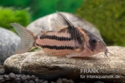 Corydoras Aff. Bifasciatus CW 127 "Super Parallelus" -EHEIM || JBL || sera Verkaufsgeschäft Corydoras sp aff parallelus CW127 11