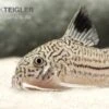 Dreibinden-Panzerwels, Corydoras Trilineatus 1 Dreibinden-Panzerwels, Corydoras Trilineatus -EHEIM || JBL || sera Verkaufsgeschäft Corydoras trilineatus dreibindenpanzerwels