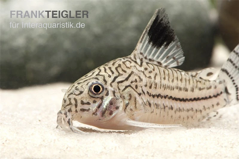 Dreibinden-Panzerwels, Corydoras Trilineatus 3 Dreibinden-Panzerwels, Corydoras Trilineatus