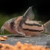 Corydoras Aff. Bifasciatus CW 127 "Super Parallelus" -EHEIM || JBL || sera Verkaufsgeschäft Corydorus aff bifasciatus CW 127 Super Parallelus