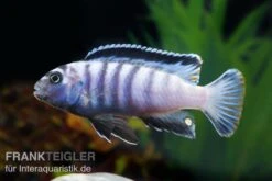 Sechsstreifen-Tilapia, Cynotilapia Afra "Jalo Reef", DNZ -EHEIM || JBL || sera Verkaufsgeschäft Cynotilapia afra 2