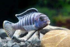 Sechsstreifen-Tilapia, Cynotilapia Afra "Jalo Reef", DNZ -EHEIM || JBL || sera Verkaufsgeschäft Cynotilapia afra