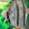 Dantum-Skalar, Pterophyllum Altum X Scalare 1 Dantum-Skalar, Pterophyllum Altum X Scalare -EHEIM || JBL || sera Verkaufsgeschäft Dantum Skalar Pterophyllum altum x scalare 1