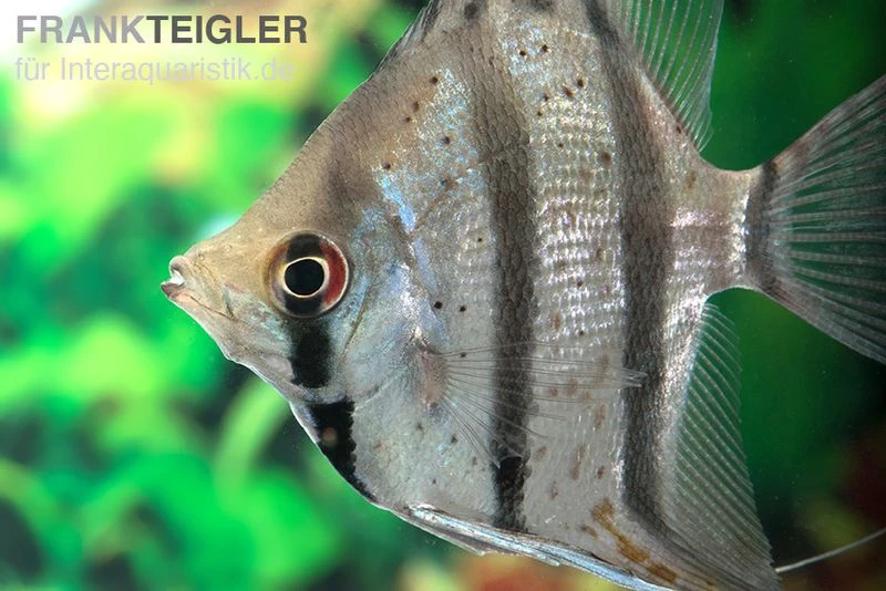 Dantum-Skalar, Pterophyllum Altum X Scalare 3 Dantum-Skalar, Pterophyllum Altum X Scalare