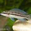 Dickfelds Schlankcichlide, Julidochromis Dickfeldi -EHEIM || JBL || sera Verkaufsgeschäft Dickfelds schlankcichlide Julidochromis dickfeldi