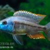 Rotbrust-Messerbuntbarsch, Dimidiochromis Strigatus, DNZ -EHEIM || JBL || sera Verkaufsgeschäft Dimidiochromis strigatus 1 6