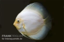 Diskusfisch ASIA-NZ, Symphysodon Discus White Diamond -EHEIM || JBL || sera Verkaufsgeschäft Diskus weiss