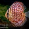 Diskusfisch ASIA-NZ, Symphysodon Discus Leopard -EHEIM || JBL || sera Verkaufsgeschäft Diskusfisch ASIA NZ Symphysodon discus Leopard 1