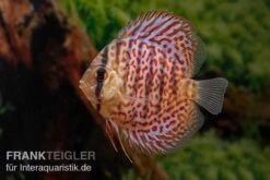 Diskusfisch ASIA-NZ, Symphysodon Discus Leopard -EHEIM || JBL || sera Verkaufsgeschäft Diskusfisch ASIA NZ Symphysodon discus Leopard 2