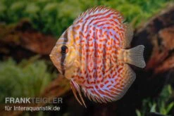 Diskusfisch ASIA-NZ, Symphysodon Discus Leopard -EHEIM || JBL || sera Verkaufsgeschäft Diskusfisch ASIA NZ Symphysodon discus Leopard 3