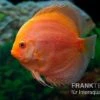 Diskusfisch ASIA-NZ, Symphysodon Discus Red Panda -EHEIM || JBL || sera Verkaufsgeschäft Diskusfisch ASIA NZ Symphysodon discus Red Panda 1