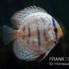 Diskusfisch ASIA-NZ, Symphysodon Discus Blue Turquoise (Blue German) -EHEIM || JBL || sera Verkaufsgeschäft Diskusfisch Symphysodon aequifasciatus 02 Blue turquoise