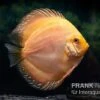 Diskusfisch ASIA-NZ, Symphysodon Discus Ghost (Golden Dragon) -EHEIM || JBL || sera Verkaufsgeschäft Diskusfisch Symphysodon aequifasciatus 03 Ghost