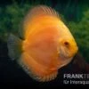 Diskusfisch ASIA-NZ, Symphysodon Discus Gold Master (Siam Gold) -EHEIM || JBL || sera Verkaufsgeschäft Diskusfisch Symphysodon aequifasciatus 04a Gold Master 1