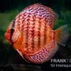 Diskusfisch ASIA-NZ, Symphysodon Discus Red Turquoise (Red Royal) -EHEIM || JBL || sera Verkaufsgeschäft Diskusfisch Symphysodon aequifasciatus 10 Red turquoise 16