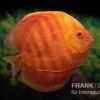 Diskusfisch ASIA-NZ, Symphysodon Discus Solid Red (San Merah) -EHEIM || JBL || sera Verkaufsgeschäft Diskusfisch Symphysodon aequifasciatus 13 San Merah 2