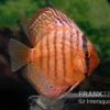 Diskusfisch ASIA-NZ, Symphysodon Discus Super Turquoise (Purple Turquoise) -EHEIM || JBL || sera Verkaufsgeschäft Diskusfisch Symphysodon aequifasciatus 14 Purple Turquoise 7