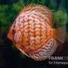 Diskusfisch ASIA-NZ, Symphysodon Discus Red Eagle Turquoise -EHEIM || JBL || sera Verkaufsgeschäft Diskusfisch Symphysodon aequifasciatus 15 Red Eagle 2