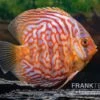 Diskusfisch ASIA-NZ, Symphysodon Discus Red Diamond -EHEIM || JBL || sera Verkaufsgeschäft Diskusfisch Symphysodon aequifasciatus 16 Red diamond 2