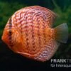 Diskusfisch ASIA-NZ, Symphysodon Discus Red Tiger -EHEIM || JBL || sera Verkaufsgeschäft Diskusfisch Symphysodon aequifasciatus 17 Red Tiger 5