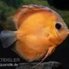Diskusfisch ASIA-NZ, Symphysodon Discus Rose Red -EHEIM || JBL || sera Verkaufsgeschäft Diskusfisch Symphysodon aequifasciatus 18 Rose Red