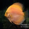 Diskusfisch ASIA-NZ, Symphysodon Discus Yellow & White Daimond -EHEIM || JBL || sera Verkaufsgeschäft Diskusfisch Symphysodon aequifasciatus 20 Yellow white Diamond