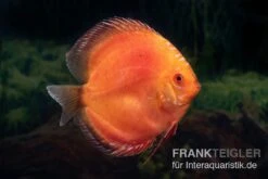 Diskusfisch ASIA-NZ, Symphysodon Discus Super Red Pigeon Blood