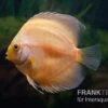 Diskusfisch ASIA-NZ, Symphysodon Discus Golden Panda -EHEIM || JBL || sera Verkaufsgeschäft Diskusfisch Symphysodon aequifasciatus 26 Golden Panda 2