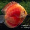 Diskusfisch ASIA-NZ, Symphysodon Discus Red Ruby -EHEIM || JBL || sera Verkaufsgeschäft Diskusfisch Symphysodon aequifasciatus 27 Red Ruby 5