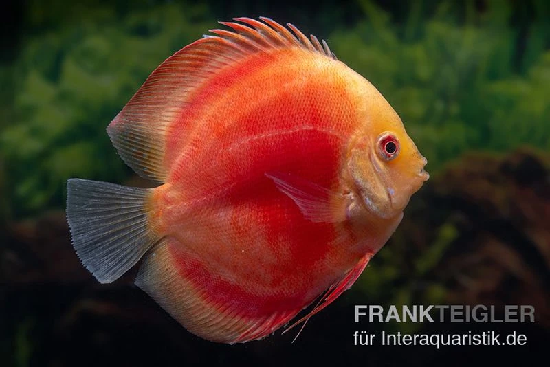 Diskusfisch ASIA-NZ, Symphysodon Discus Red Ruby 3 Diskusfisch ASIA-NZ, Symphysodon Discus Red Ruby