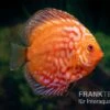 Diskusfisch ASIA-NZ, Symphysodon Discus Pigeon Snake Red Turquoise -EHEIM || JBL || sera Verkaufsgeschäft Diskusfisch Symphysodon aequifasciatus 29 Pigeon snake red turquoise 5