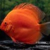 Diskusfisch ASIA-NZ, Symphysodon Discus Super Red -EHEIM || JBL || sera Verkaufsgeschäft Diskusfisch Symphysodon aequifasciatus 30 Super Red 3