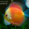 Diskusfisch ASIA-NZ, Symphysodon Discus Red Doll (Red Melon) -EHEIM || JBL || sera Verkaufsgeschäft Diskusfisch Symphysodon discus Red Melon